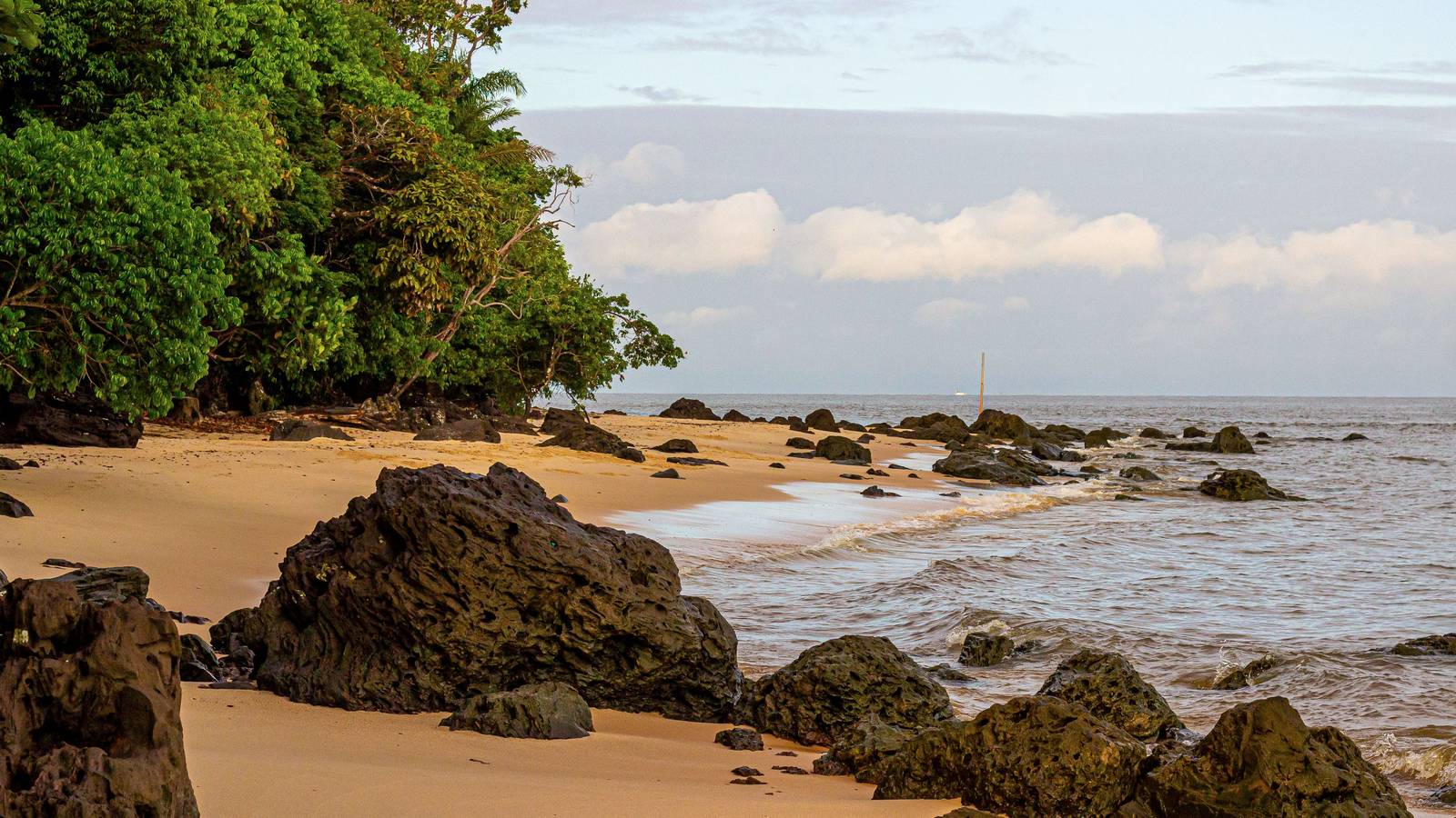 Littoral de la Guyane française, plage bordée par la forêt tropicale