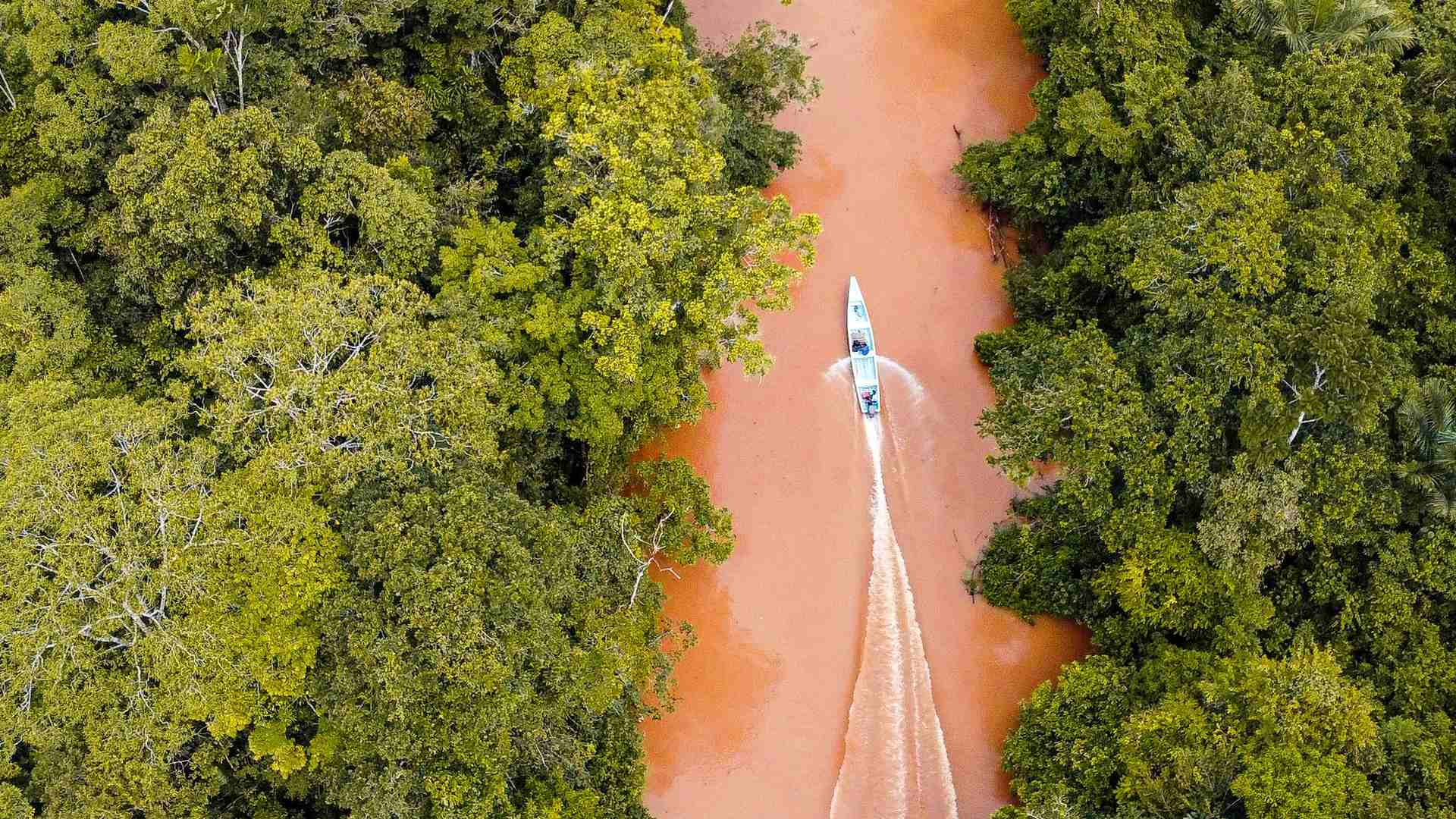 Vue aérienne d’un cours d’eau bordé par la forêt amazonienne en Guyane